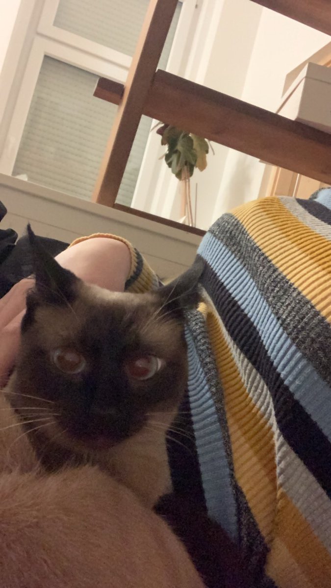 froqii_'s tweet photo. @literallymecats https://t.co/TM5PpF1bpC