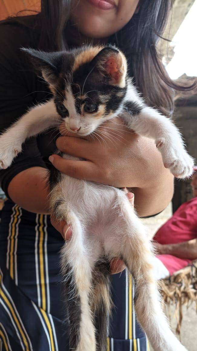 apoyocanino's tweet photo. #Urge hogar para estos #cachorros que viven con un adulto mayor y sus hijas, quienes amenazan al padre con echarlos a la calle, él no quiere por eso recurre a la ayuda de nosotros para encontrar hogares. En Junquito pero los llevan hasta Caracas
Contacto 04241530977 y 04242190982 https://t.co/JKf3sSkB1y