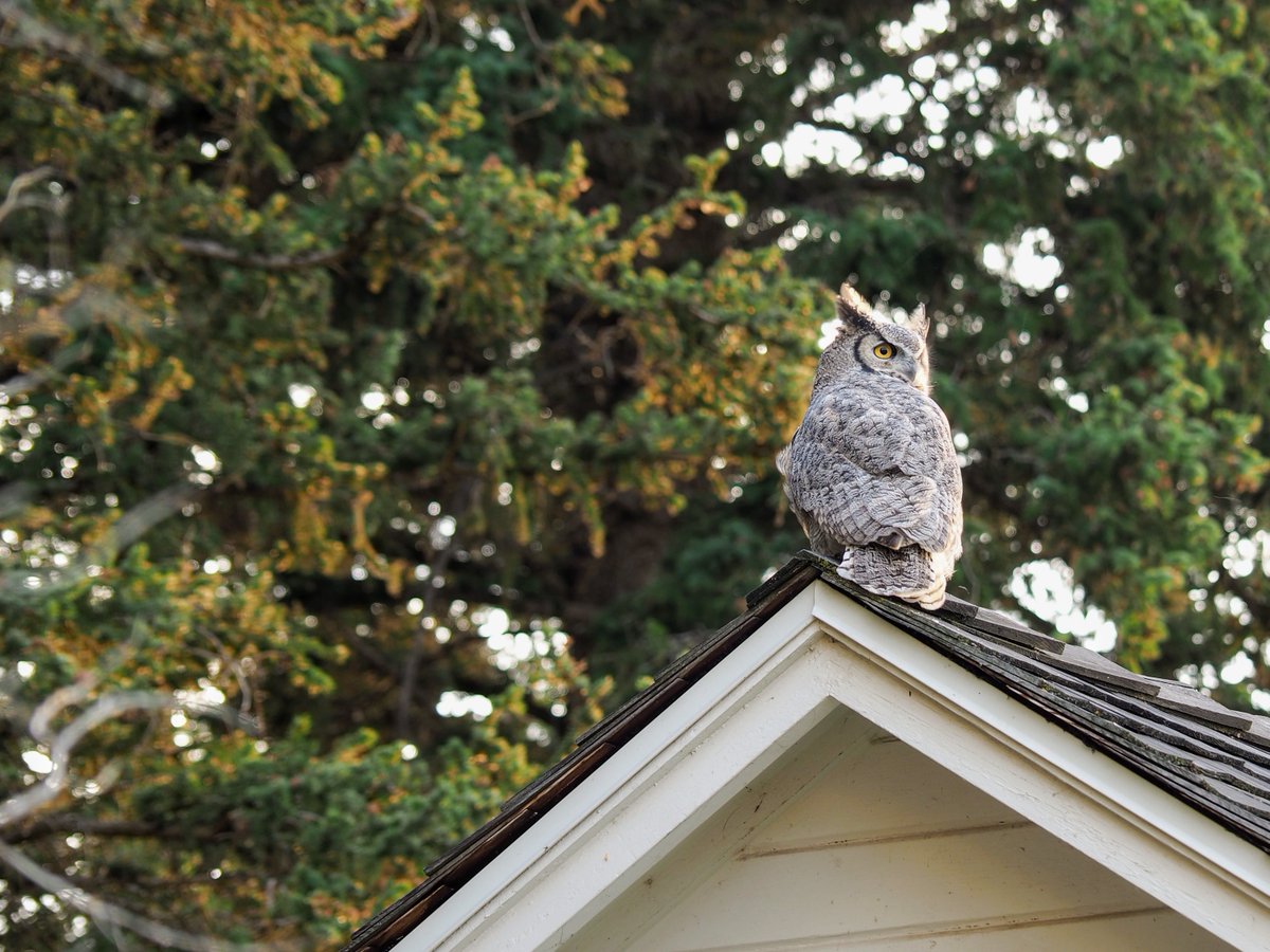 “The party we’re going to is celebrating the #SuperbOwl, who is the greatest owl
of all time!” - Nadja, What We Do In the Shadows