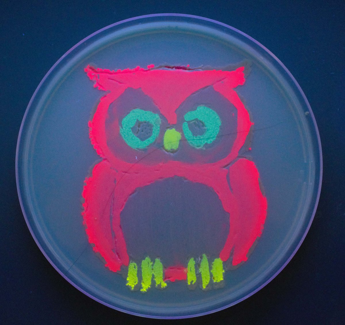 Is it time for the Superb Owl yet?