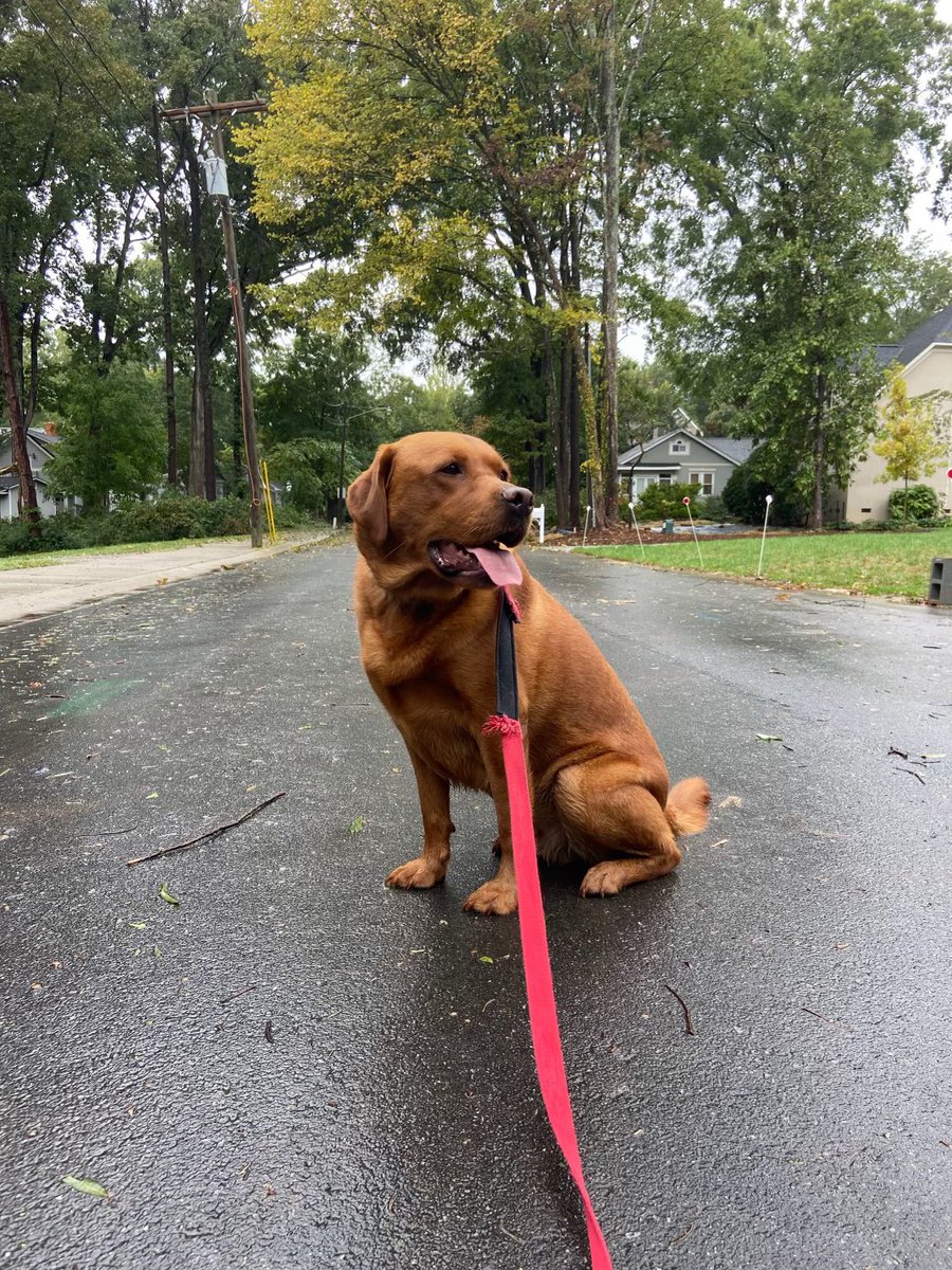 SusieQstick's tweet photo. @thehappydog_ Our red fox lab, Eli. He’s the best! https://t.co/vtUWy9hhZJ