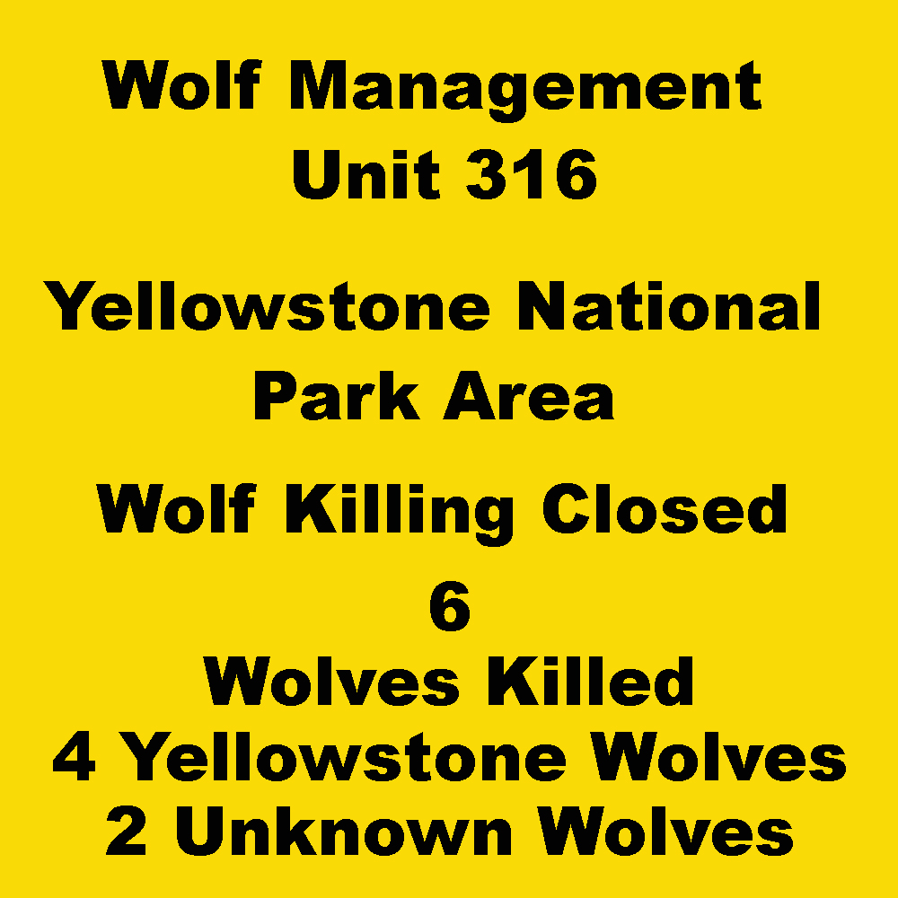 Wolves of the Rockies on Twitter "The wolf killing quota of 6 has been
