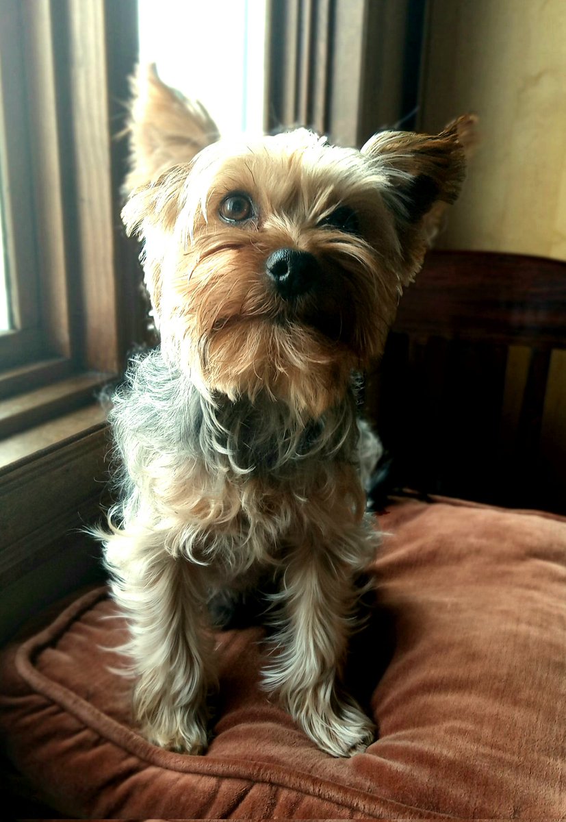 This is Jasper. He's got more personality and brains than Justin Trudeau.

#TrudeauMustGo