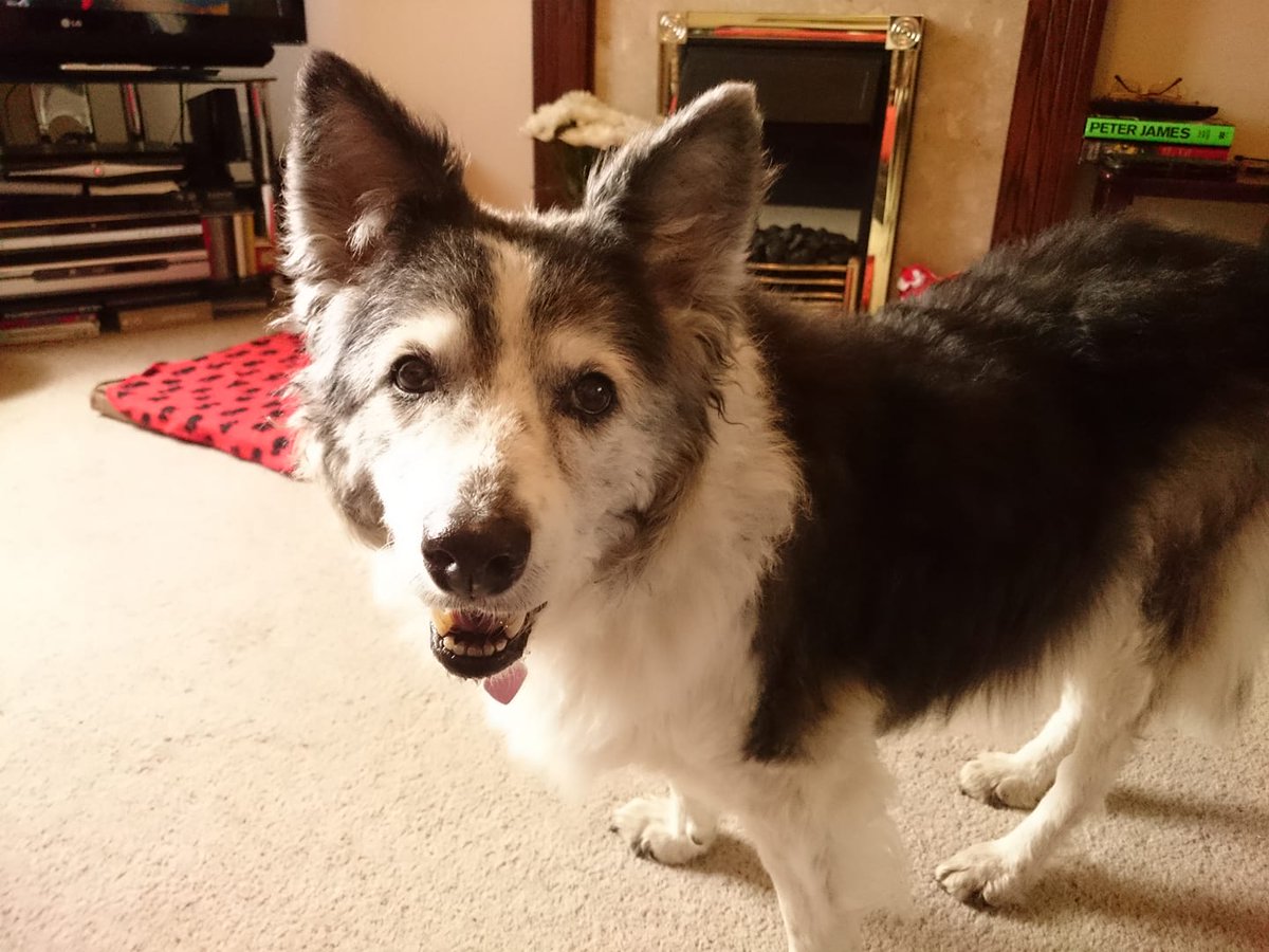FactsStomp's tweet photo. Sorry I'm late, but I have you seen this dog? She needed more strokes, boops and belly rubs.
#AwfullyBritishLateForWork https://t.co/9Q0lGwsIGG