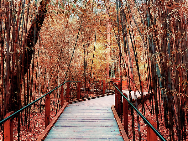 bchillent's tweet photo. New artwork for sale! - "Autumn Bamboo Forest" - https://t.co/NmpGuCt3Ek @fineartamerica https://t.co/QLmy8RIHxh