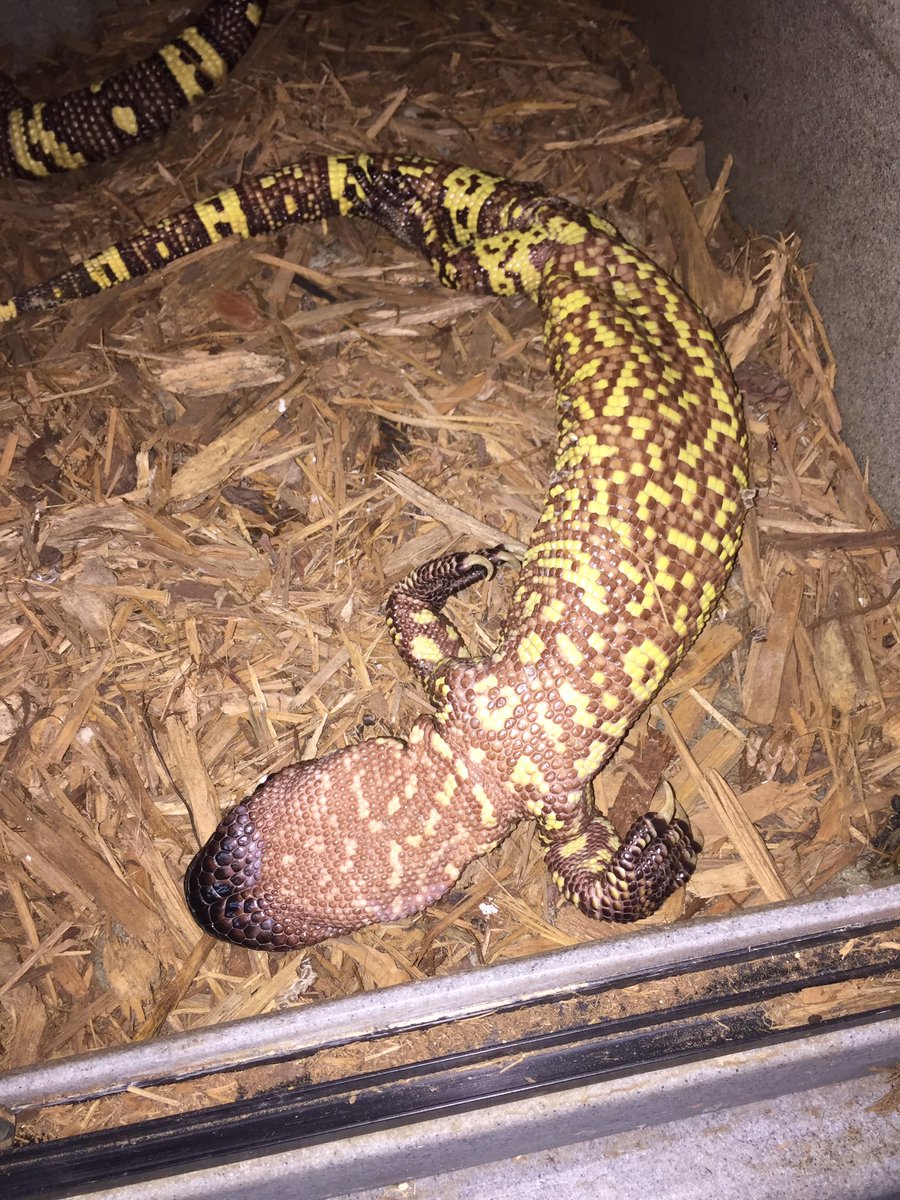 SCrutchfield8's tweet photo. Sunday vibes
#animals #reptile #reptiles #lizard #lizards #beadedlizard #heloderma #sunday #sundayvibes https://t.co/KT14XskVaX