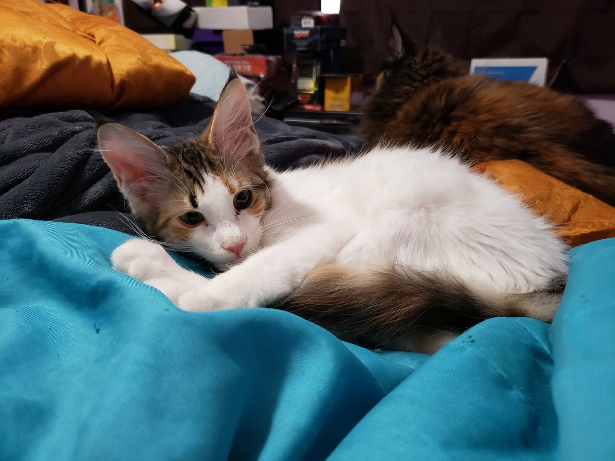 Seanan McGuire tweet media