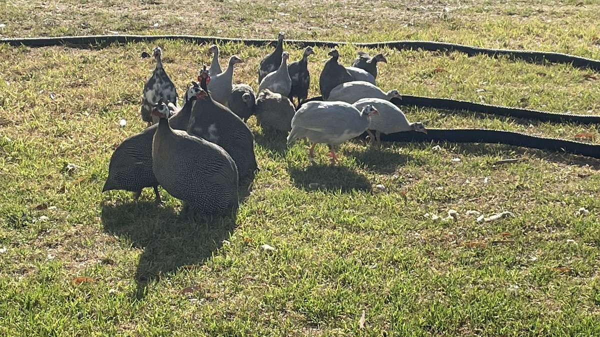 PiggottTash's tweet image. Rowdy’s are finally squadding up..the young ones have been avoiding the 3 older ones but they’re finally becoming mates. #vermincontrol