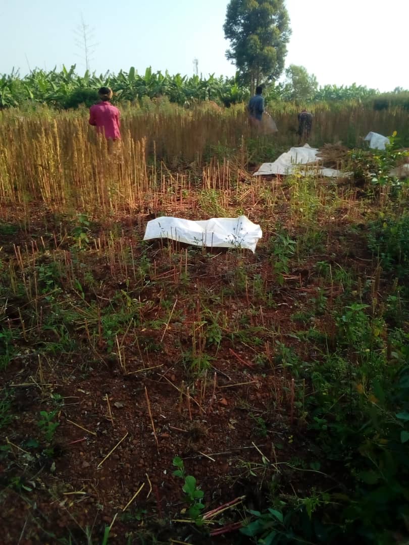 QuinoaHub tweet media