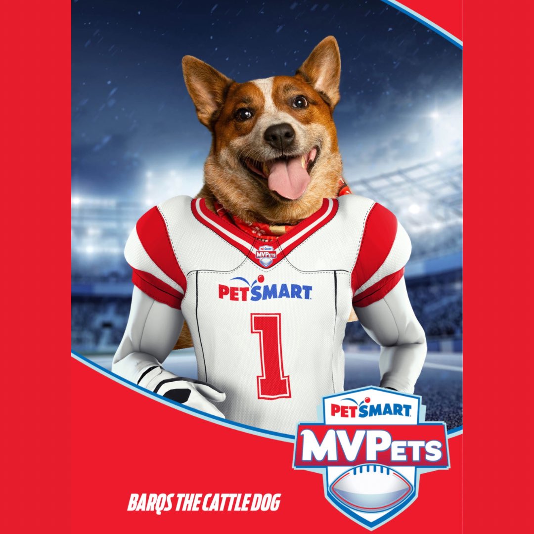 BarqsCattleDog's tweet photo. @BrittanyLynne I’m #TeamRed too, but I am a red Australian Cattle Dog. #RedHeelersForTheWin 🏆 #CheifsKingdom https://t.co/DAKjwizVfw