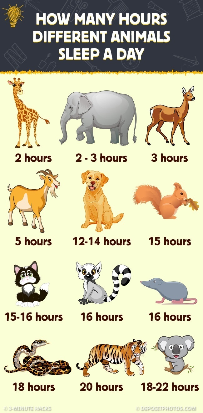 5-Minute Crafts on Twitter: 5-Minute Crafts on Twitter: