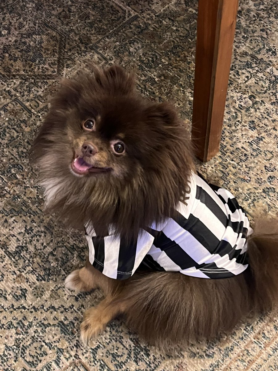 LizKilmerWPXI's tweet photo. Calling the shots! #Rufferee #SuperBowl https://t.co/cjUEJTzikt