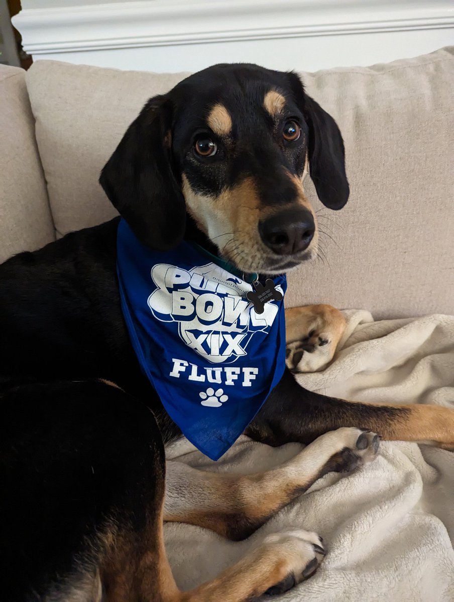StephMoore33's tweet photo. Maple and I were not ready for that emotional (and great) @thefarmersdog  commercial! #SuperBowl https://t.co/BsFfJ6gryN