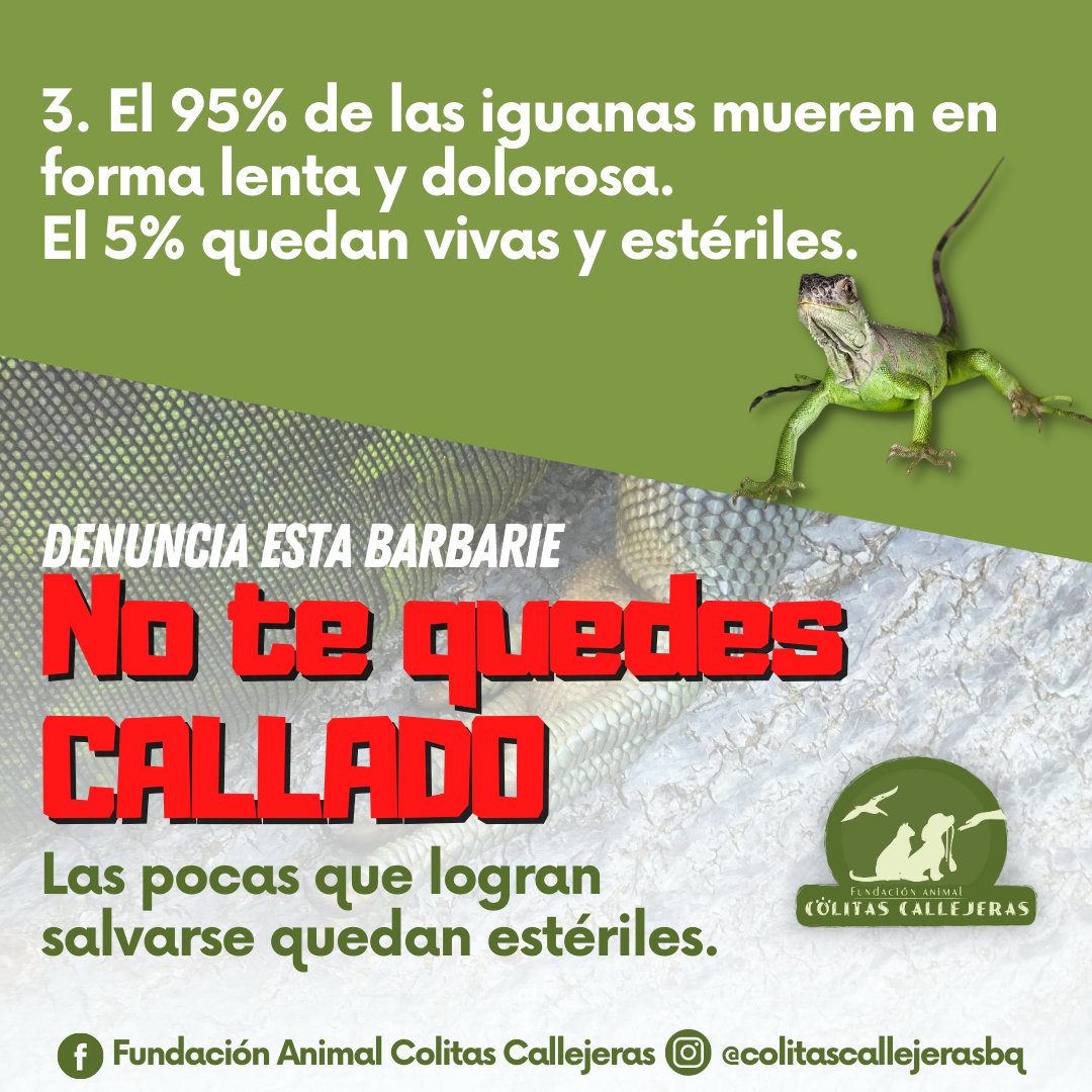 AnimalColitas's tweet photo. #ColitasCallejeras Así sufren las IGUANAS por culpa de los antisociales cazadores.
Ten presente que el huevo de iguana no trae ningún tipo de beneficio para tu salud, contrario a esto este "afrodisíaco" es una mentira
Abro hilo https://t.co/12OHXC3gTm