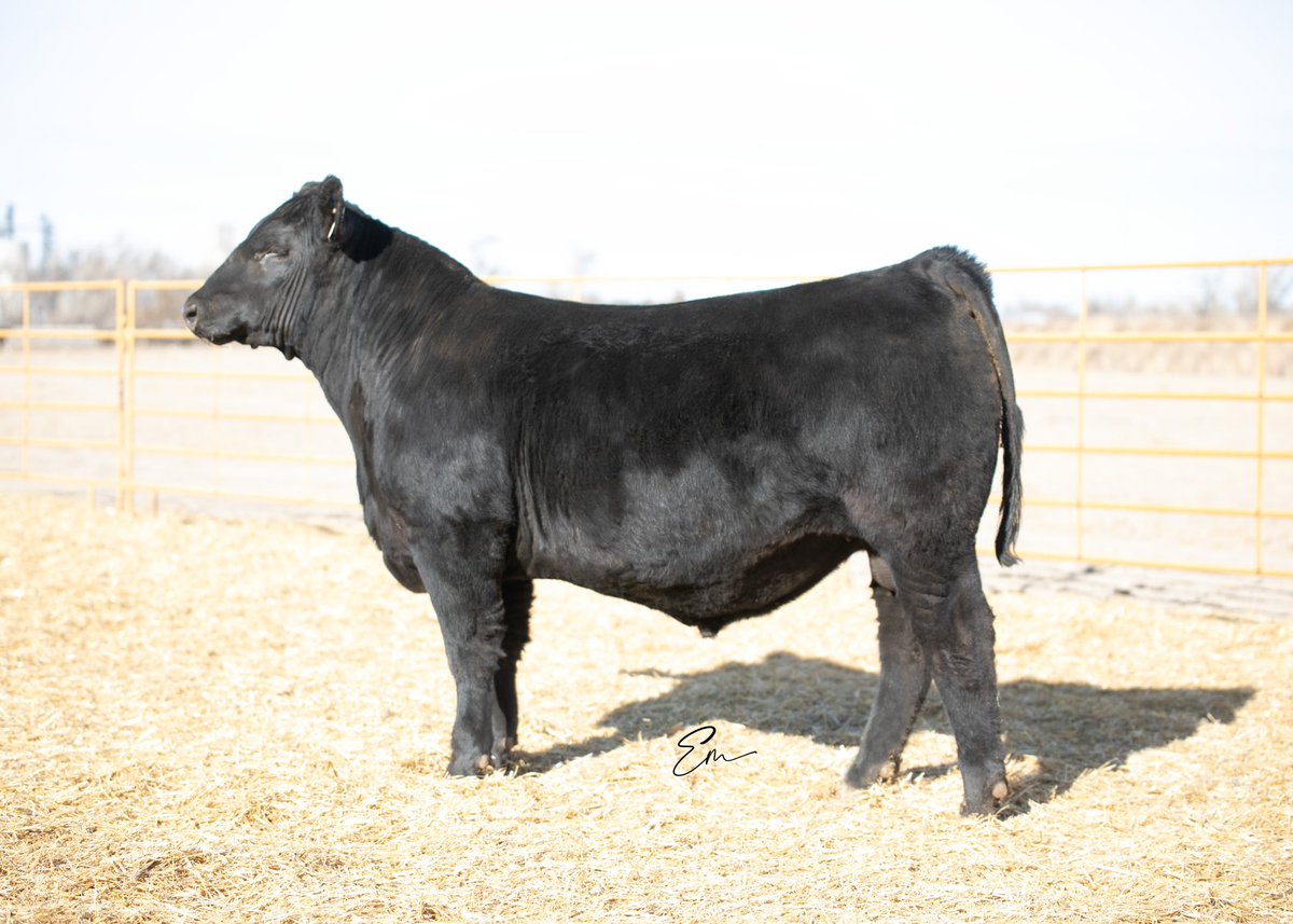 BeefGrund's tweet photo. Lot 1 | GRU Kill Shot 887K | 50% Balancer 

WOW, a picture or video can say 1000 words! GRU Kill Shot 887K is one of the most impressive Balancer Bulls we have created. Awesome look, great rib shape, thick, with terrific structure. 

For more info, click below- https://t.co/Vsk4FUKfIc