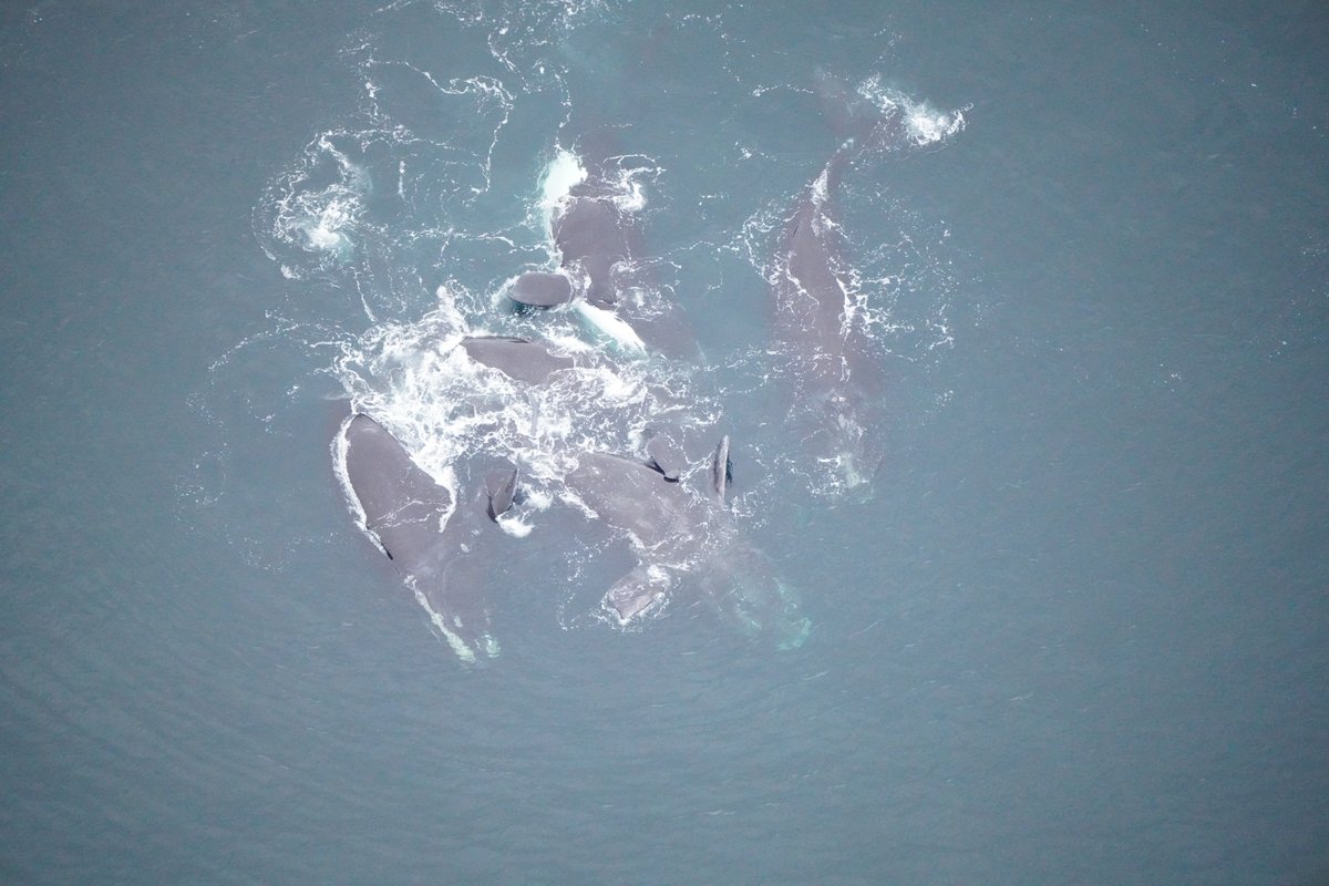 NEAQ's tweet image. On a recent aerial survey, our team saw five North Atlantic #RightWhales in a #SurfaceActiveGroup (SAG). SAGs are known to involve close interaction between whales, which may include playful or reproductive behavior + can be anywhere from two to 40 whales!

📸: NMFS Permit #25739