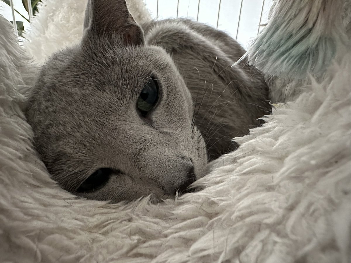 もう寝よう…♡
#russianblue
#ねこ