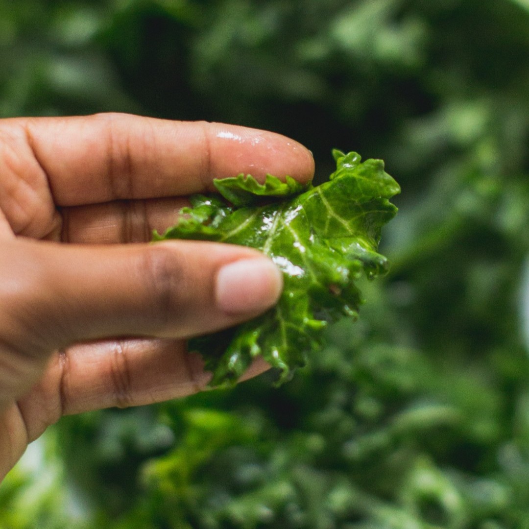 Find Kale to be a bit bitter? Try massaging it!

Next time you pull your kale out, add a bit of oil and give it a good massage. This helps break up that bitter flavor when it's a tad overwhelming.

Find more kale usage tips here: lettuceinfo.org/products/kale/