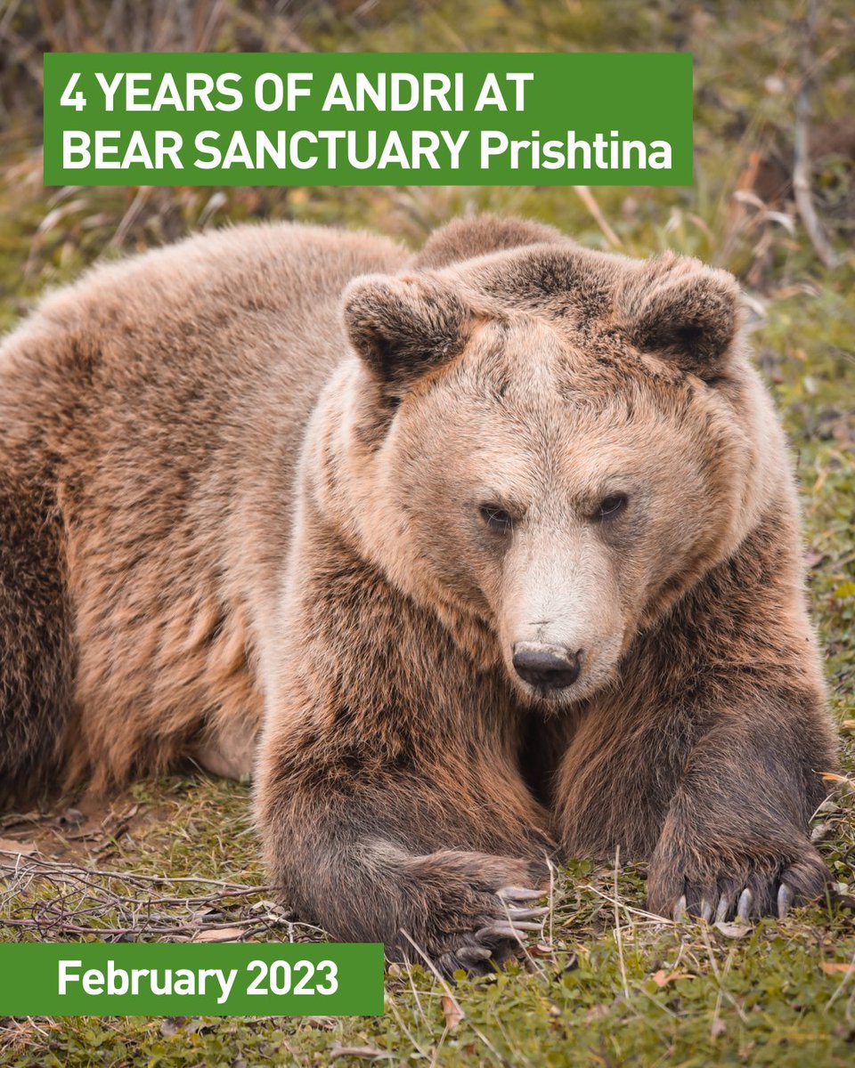 4 YEARS OF ANDRI AT BEAR SANCTUARY Prishtina, THE REST IS HISTORY (second photo proves that) 😍

#bears #prishtina #kosova #bear #sanctuary #animalwelfare #fourpaws #love #animal #bearlovers #animallover #photography #photooftheday #nature #Wild