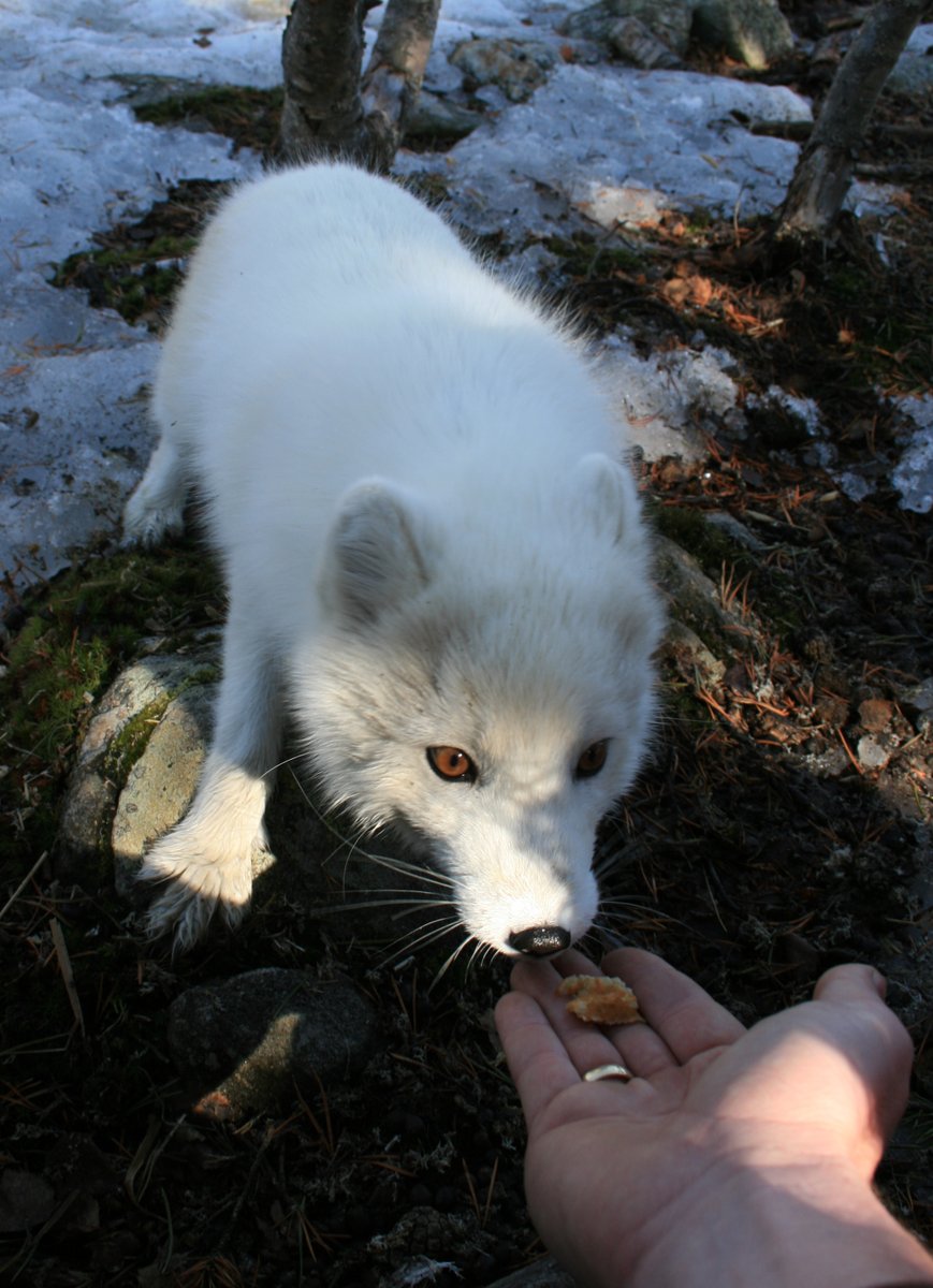 HourlyFoxes presents: