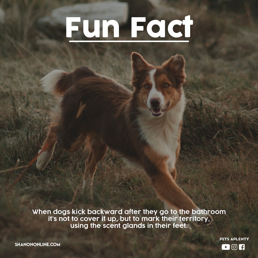 Fun fact about when dogs kicking backward.
.
.
.
#lovedog #dog #dogkick #dogkickingbackward #territory #dogfacts #fact #dogfact #dogs #doglover #lovedogs #puppy #doglovers #doglife #pet #pets #dogoftheday #doglove #happydog #cutedog #mydog #puppylove #ilovemydog #dogphotography