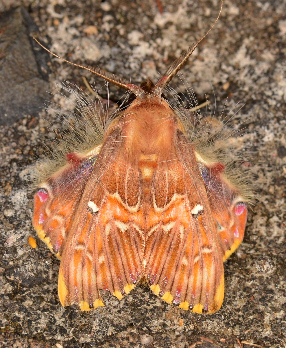 MaximLarrivee's tweet photo. #mothday continues with another amazingly beautiful unique in shape and form who visited our #AMI system - Sosexta grata - Walker's #moth
#insects #moth #macrophotography #NaturePhotography https://t.co/naMcRiTHAd