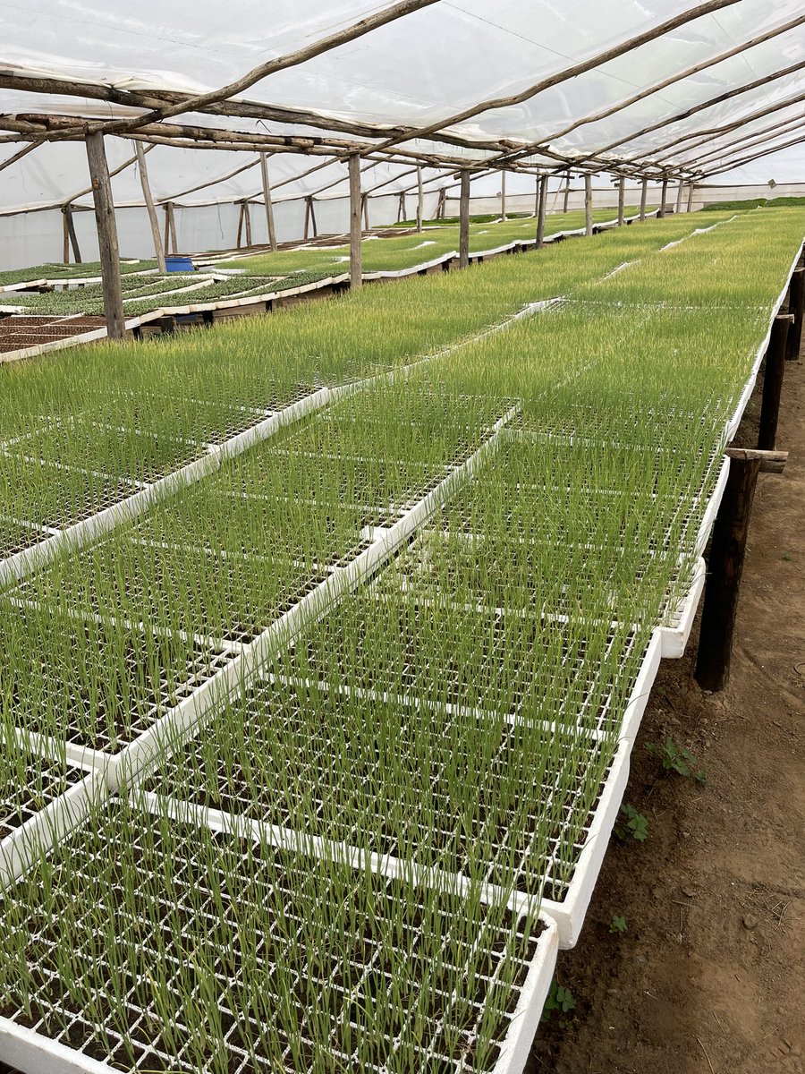 Our Onion seedlings are now ready. Be the first on the market 3 months from now and enjoy first mover advantage. We have Hazera varieties
Ada
Arad
Elad 
Red Russet
Contact <a href="/Horbax_Farm/">Horbax Farm</a> on 0719441511