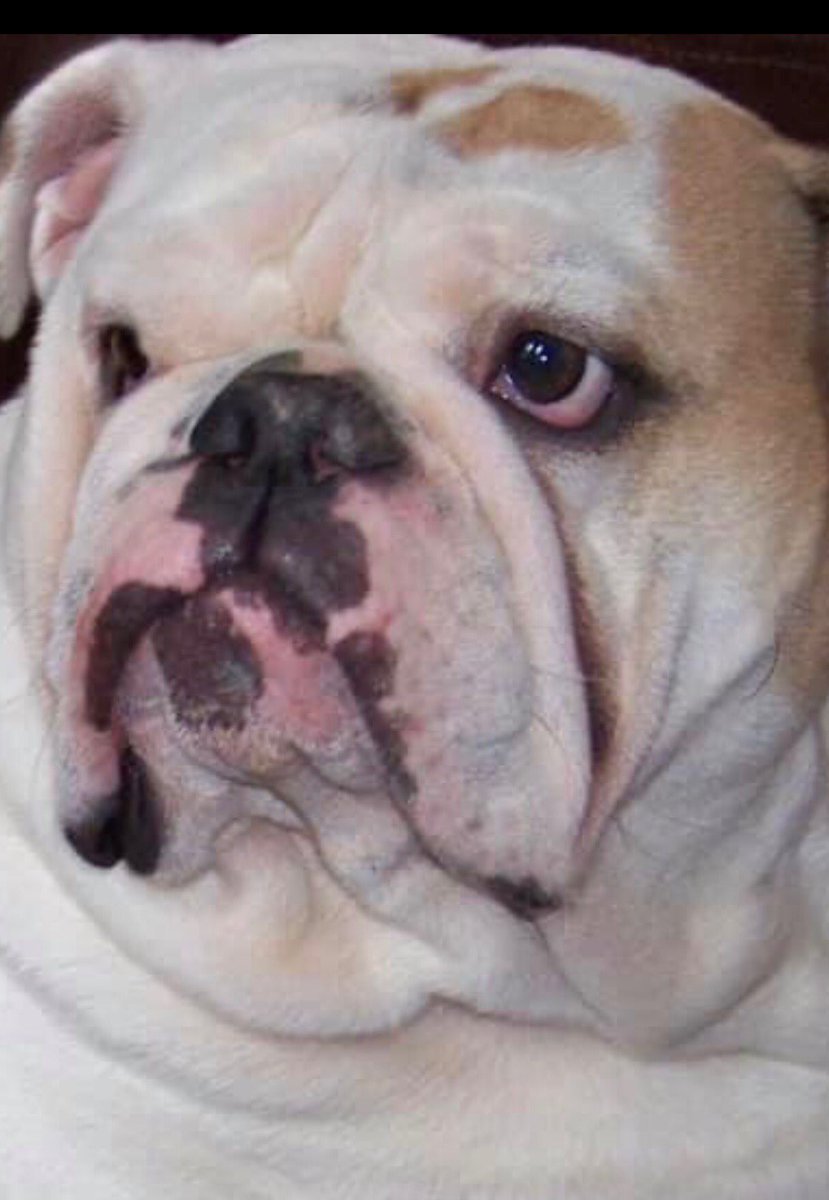 Bulldog Math…
Gertie spent 74% of Her day waiting Patiently for her Bowl of Food…
The other 93.5% of her Time was just Waiting for a Refill…
Trust…it ALL adds up…
Love, Gertie’s Family
#gertiethebulldog #gertiegotdonuts #queenofallbulldogs #dogsoftwitter #Math #bulldog #Dog