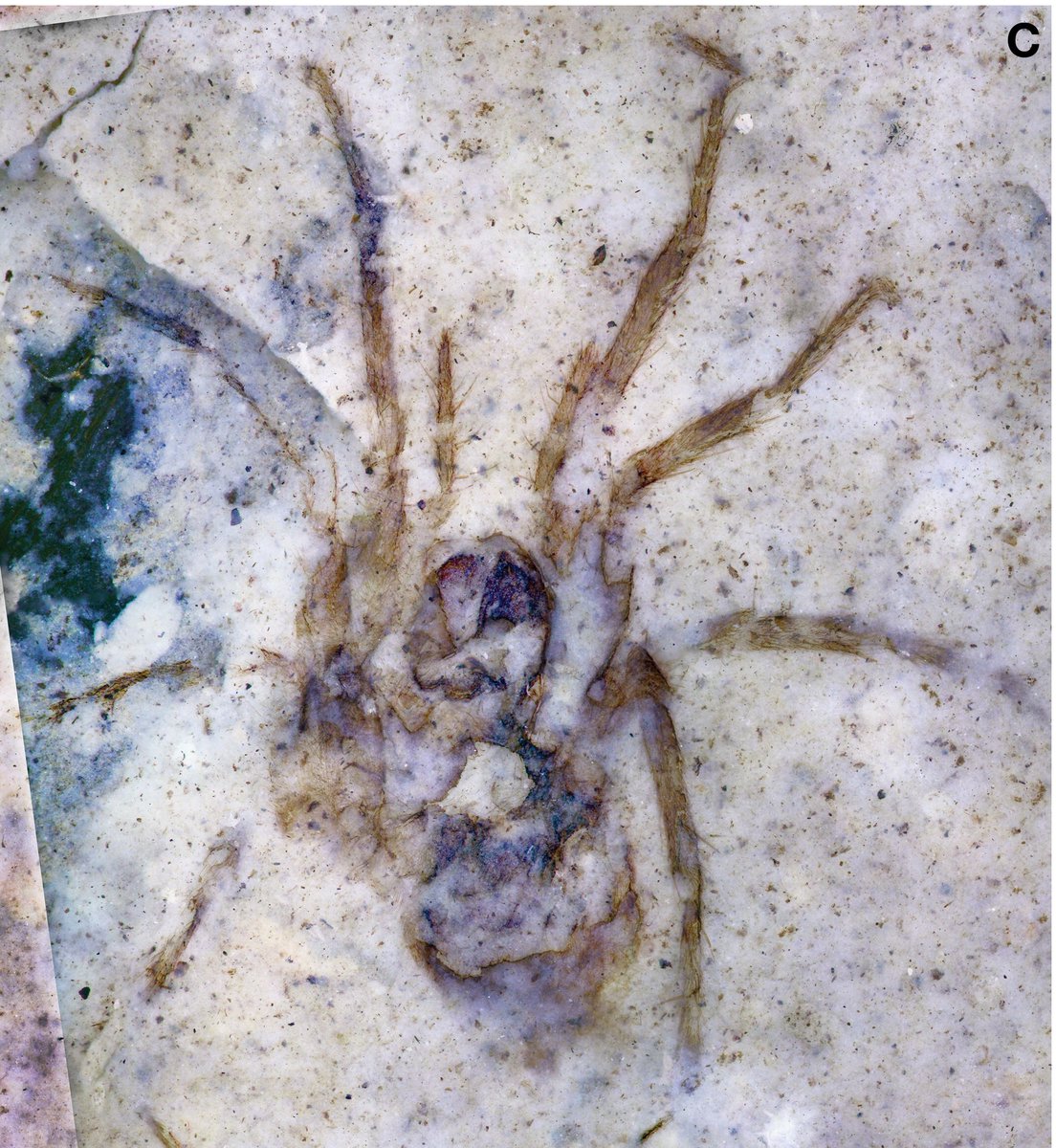 Wonders Norbit on Twitter "RT FossilBonanza This is a trapdoor