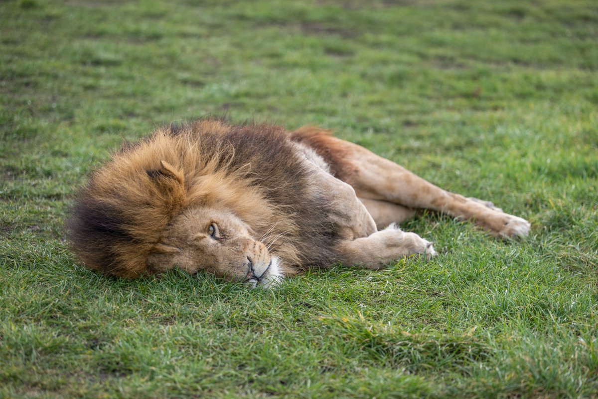 WestMidSafari's tweet image. How has your Monday been? 😴

#IsItTheWeekendYet #WMSP