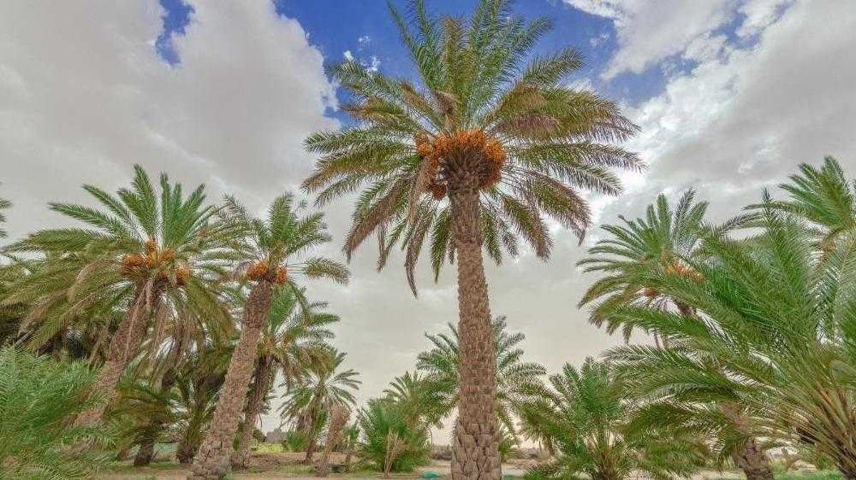 O101A's tweet photo. أحضر أعرابي ابنه إلى الخليل بن أحمد الفراهيدي ليعلمه
فقال الخليل للابن:امدح هذه النخلة
قال الفتى: هي حلو مجتناها، باسق منتهاها،ناظر أعلاها
فقال الخليل:فذُمها
قال:هي صعبة المرتقى، بعيدة المرتجى، محفوفة بالأذى.
فقال الخليل:يا بني، نحن إلى التعلم منك أحوج
#صوت_الرعد
#امطار_الكويت https://t.co/0mTXx0H1ra