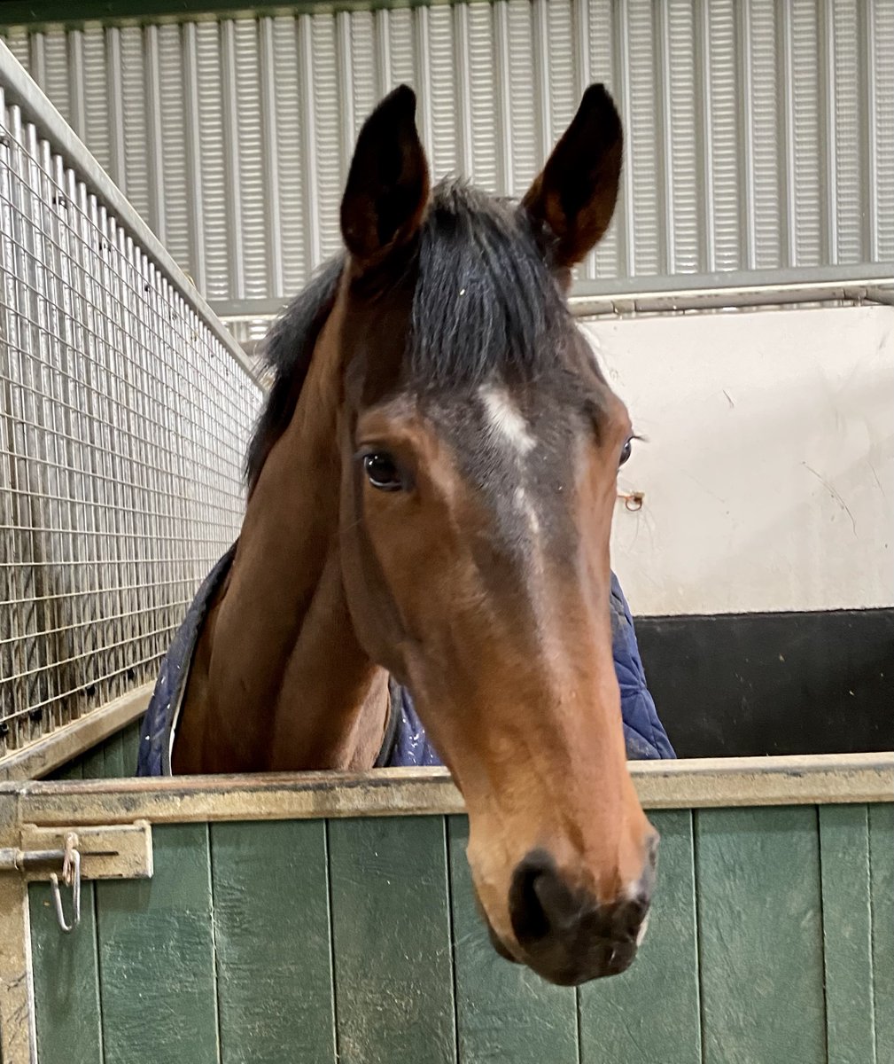 HambletonRacing's tweet photo. The lovely Powdering is being prepared for the season ahead by the excellent @kevinryanracing team. We look forward to seeing how this scopey filly shapes as a three-year-old! πππ #HambletonTeam #Ribchester #FineFilly https://t.co/apRq6u56hb