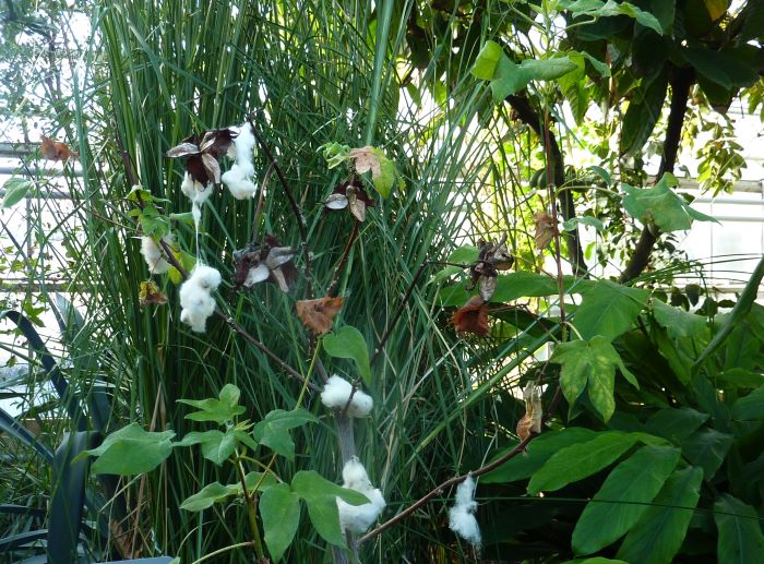 Un petit tour en février mars dans les serres tropicales et arides du jardin botanique de Villers-les-Nancy est toujours un petit enchantement. Il y a aussi des collections lorraines (avril, mai, juin surtout), c'est ici : nancyphile.com/prom5