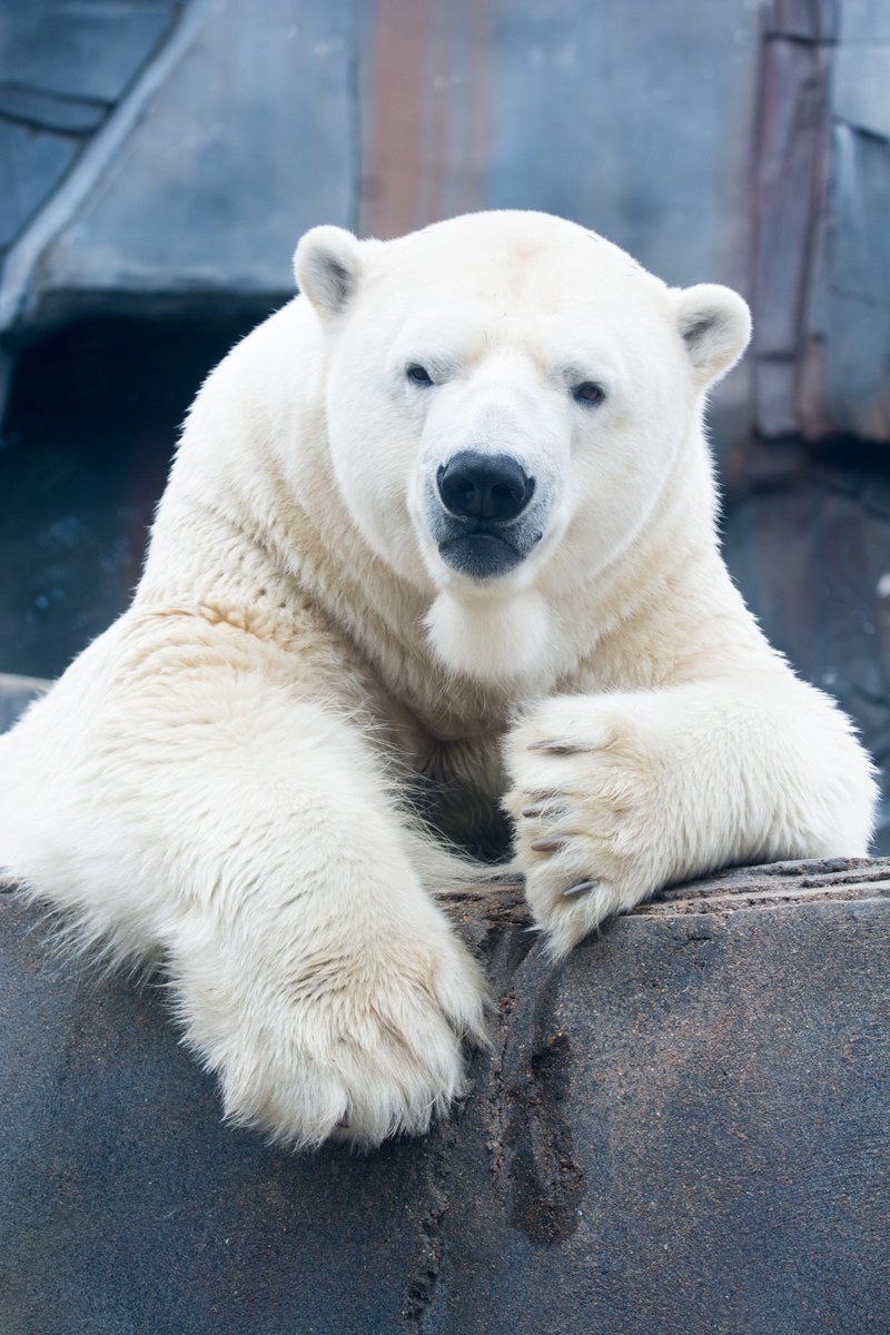 💗🐻❄️ Kali melts the heart, even when the rest of the day is freezing. Happy #InternationalPolarBearDay to the largest land carnivore and the biggest, furriest part of the Zoo’s bear community! Stay tuned for more polar bear posts today! #PolarBearDay #StlZoo