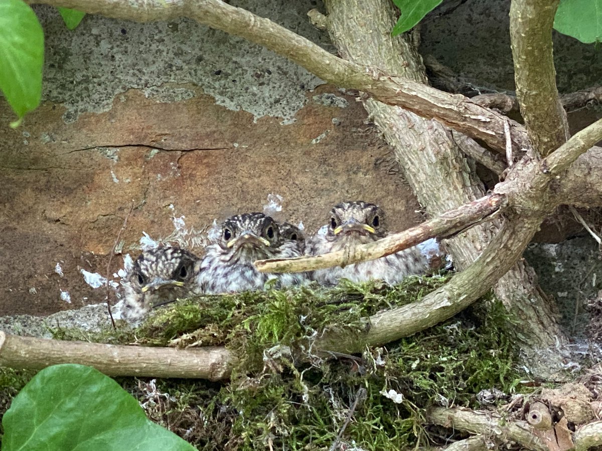 cateden91's tweet photo. We are looking for a field assistant to come and join us in the Yorkshire Dales this summer to help understand the decline of spotted flycatchers. Impressive rate of pay 🤑Great craic 🤪 Toilet toad not guaranteed. PLEASE SHARE 🙏 https://t.co/itAncHFTbO https://t.co/XftO1LQRbp