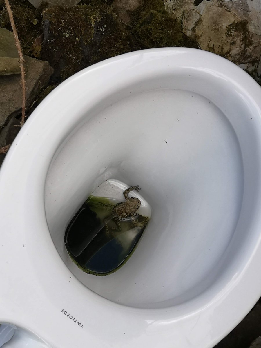 cateden91's tweet photo. We are looking for a field assistant to come and join us in the Yorkshire Dales this summer to help understand the decline of spotted flycatchers. Impressive rate of pay 🤑Great craic 🤪 Toilet toad not guaranteed. PLEASE SHARE 🙏 https://t.co/itAncHFTbO https://t.co/XftO1LQRbp