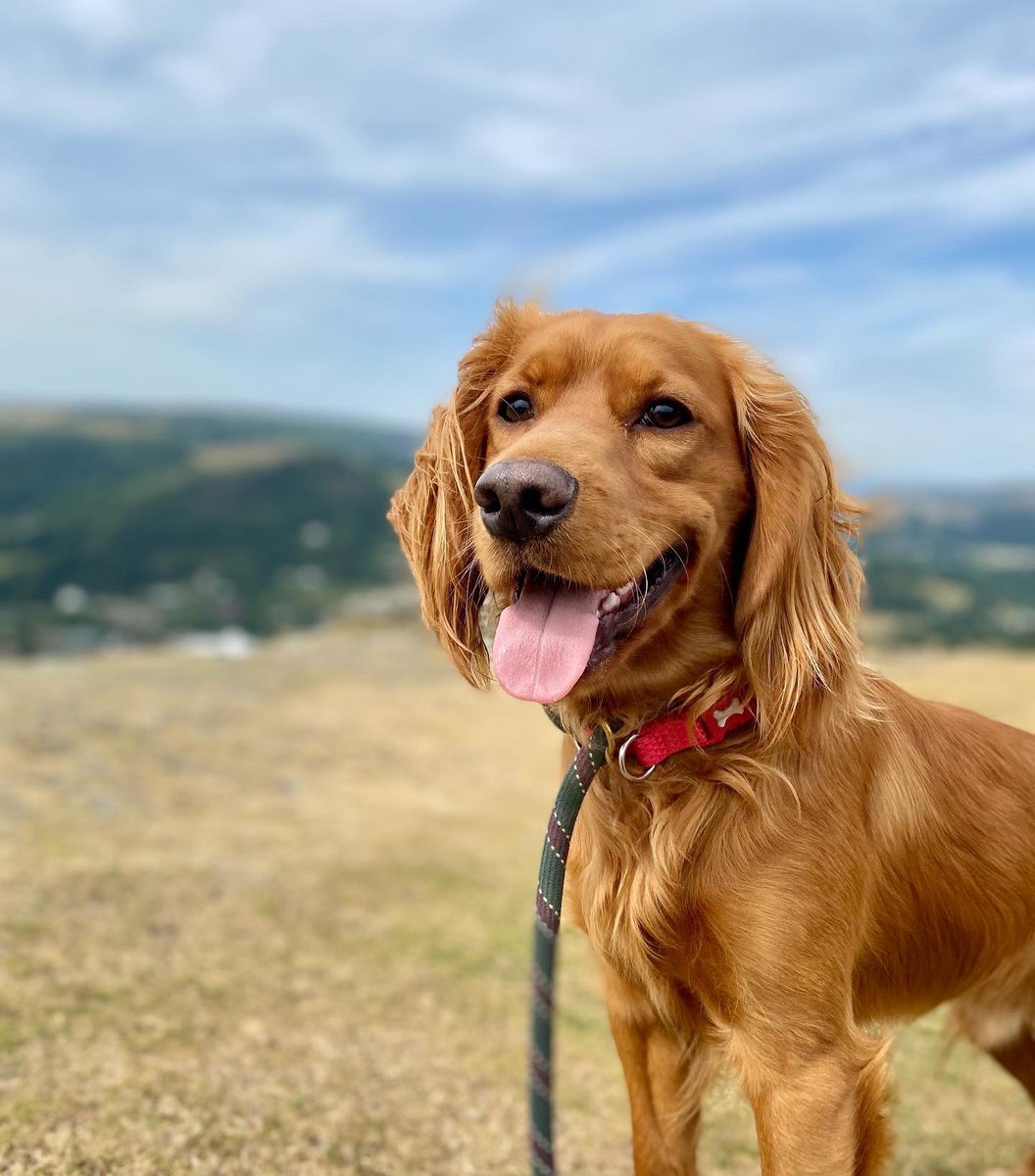 Dash-Hounds Chester tweet media