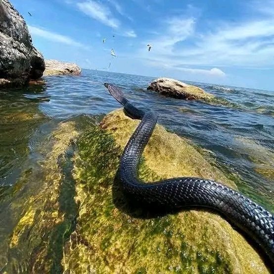 Classic exciting Safaris ltd tweet media