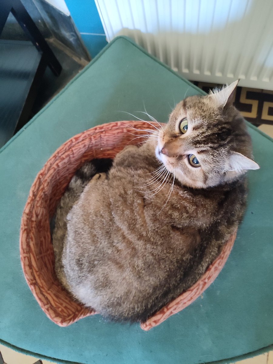 Au retour de congés, un miaou de bienvenue 😊 Ou alors c'est pour se plaindre de la taille du panier ? 🤔 😂