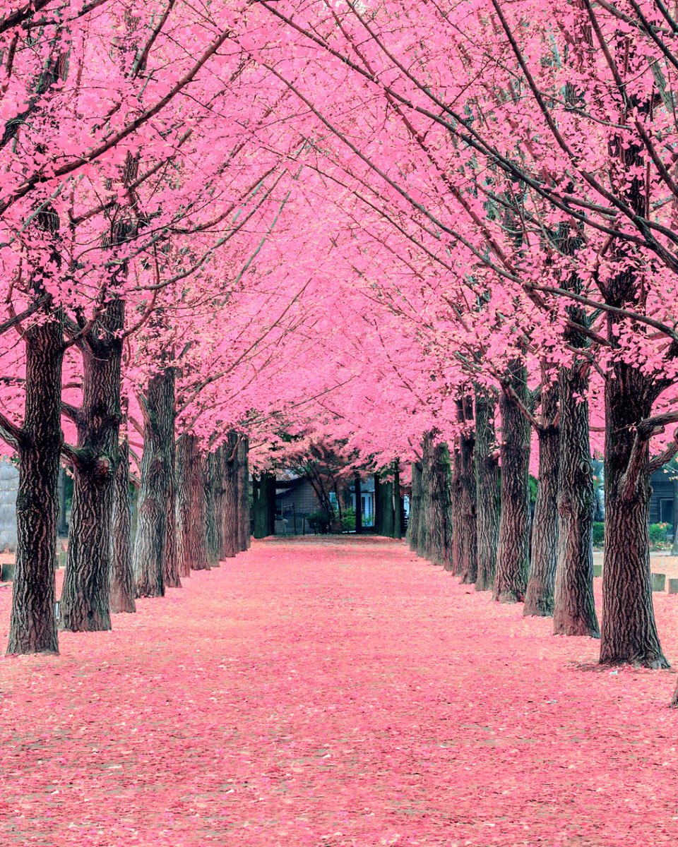 civitatis_en's tweet photo. Spring is nearly here, and the world's most beautiful parks are blooming! From the vibrant tulip fields in Keukenhof to the lively events going on in Central Park, and of course the breathtaking cherry blossoms in Japan, parks are the ideal place to enjoy this magical season. https://t.co/bf1j3F898S