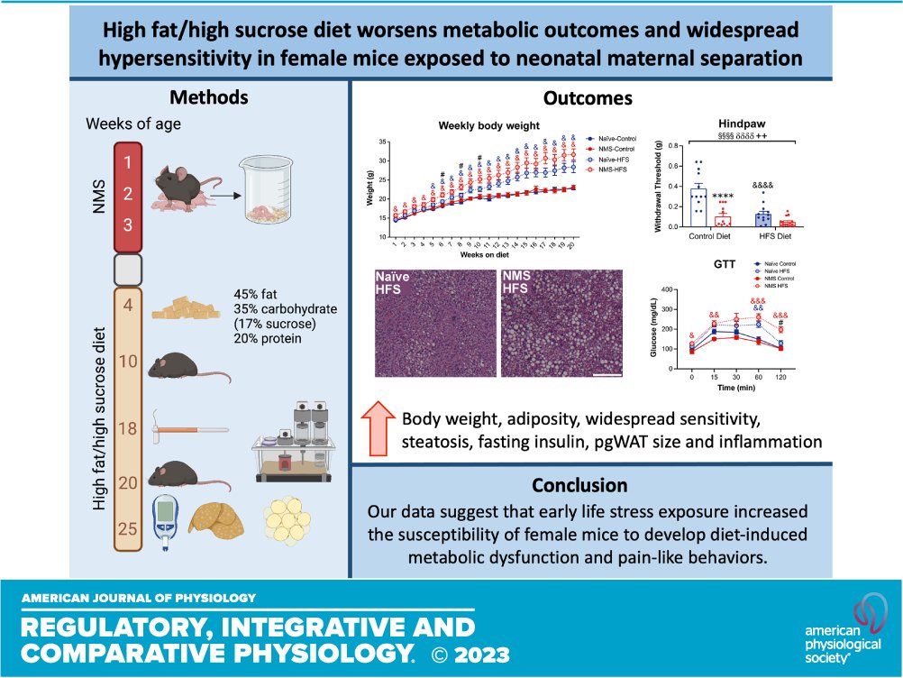 High-fat/high-sucrose diet worsens metabolic outcomes and widespread hypersensitivity following early-life stress exposure in female mice (Frick, <a href="/OliviaEllerPhD/">Olivia Eller</a> <a href="/BeccaForight/">Dr. Becca Foright</a> <a href="/john_thyfault/">John Thyfault (TeeFo)</a> <a href="/DrJChristianson/">Julie Christianson</a> et al. <a href="/KUMedCenter/">KU Medical Center</a>) - new in <a href="/AJPRegu/">AJP-Regulatory, Integrative Comparative Physiology</a> 

ow.ly/rfou50N3yuo