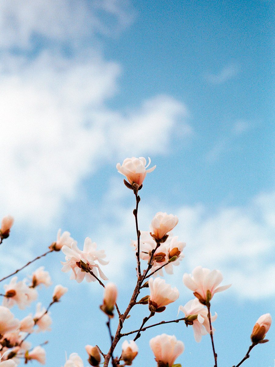 nev_in_color's tweet photo. flowers on film 🎞 https://t.co/v0CNSgEgHG
