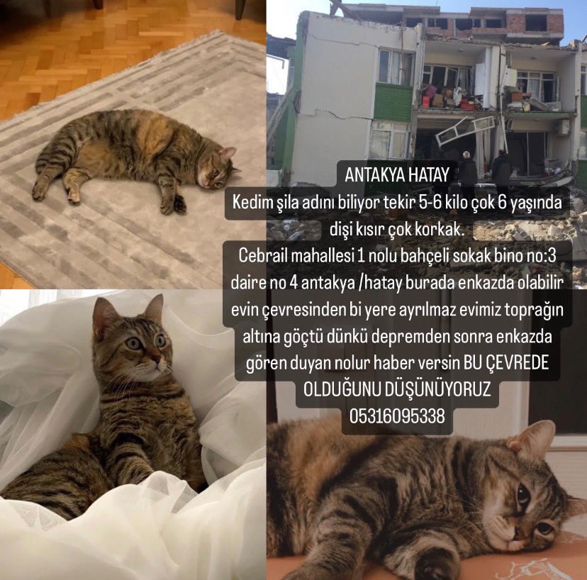 haysevder's tweet photo. Kedim Şila ağır hasarlı binaya tekrar girmiş olabilr.Bizim kat toprağa gömüldü çevrede yada enkazda gören 05316095338 numaraya ulaşabilir, ismine duyarlı yaş mamaya bayılır. kısır dişi tekir Cebrail mah. 1 nolu bahçeli sokak no:3 / 4 #antakya /#hatay  nolur çok aradık😢🙏 https://t.co/gWixuiSJDp