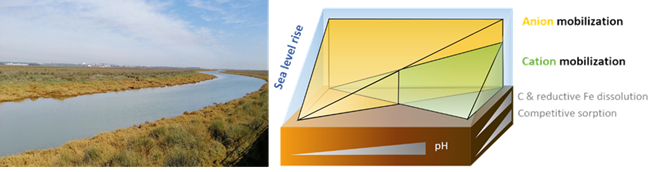 basallote_lola's tweet image. Happy to share the link to the 50 days&apos; free access to our paper on “Consequences of sea level rise for high metal(loid) loads in the Ría of Huelva estuary sediments” just published in #ScienceTotalEnvironment
lnkd.in/d3iMq5pC