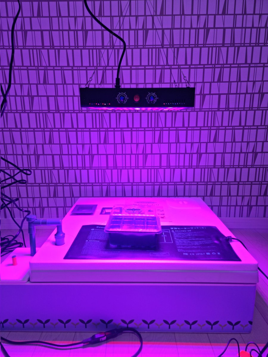 theraphic's tweet photo. 水耕栽培でバターナッツを育てる予定
現在、育苗中

10年ほど前に家庭菜園で育てた時は大量に出来たが食べなかったので、今回こそ味わうつもり https://t.co/v6KAOxDgyD