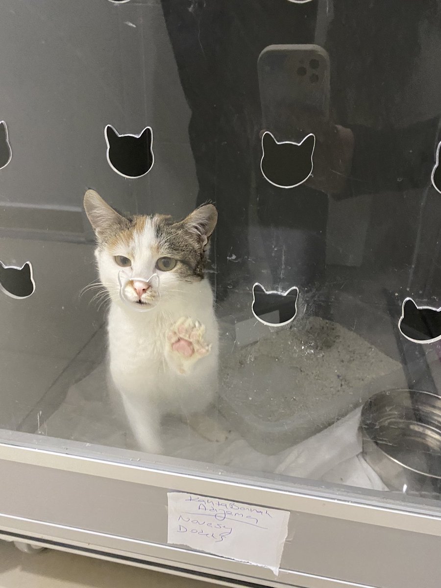motherofidiots's tweet photo. Deprem bölgelerinden gelen bu çocuklar 3 haftadır Çerkezköy’de klinikte yeni evlerine gitmeyi bekliyorlar. Sokağa salınamazlar, lütfen paylaşın. https://t.co/yA6vsmd8bf
