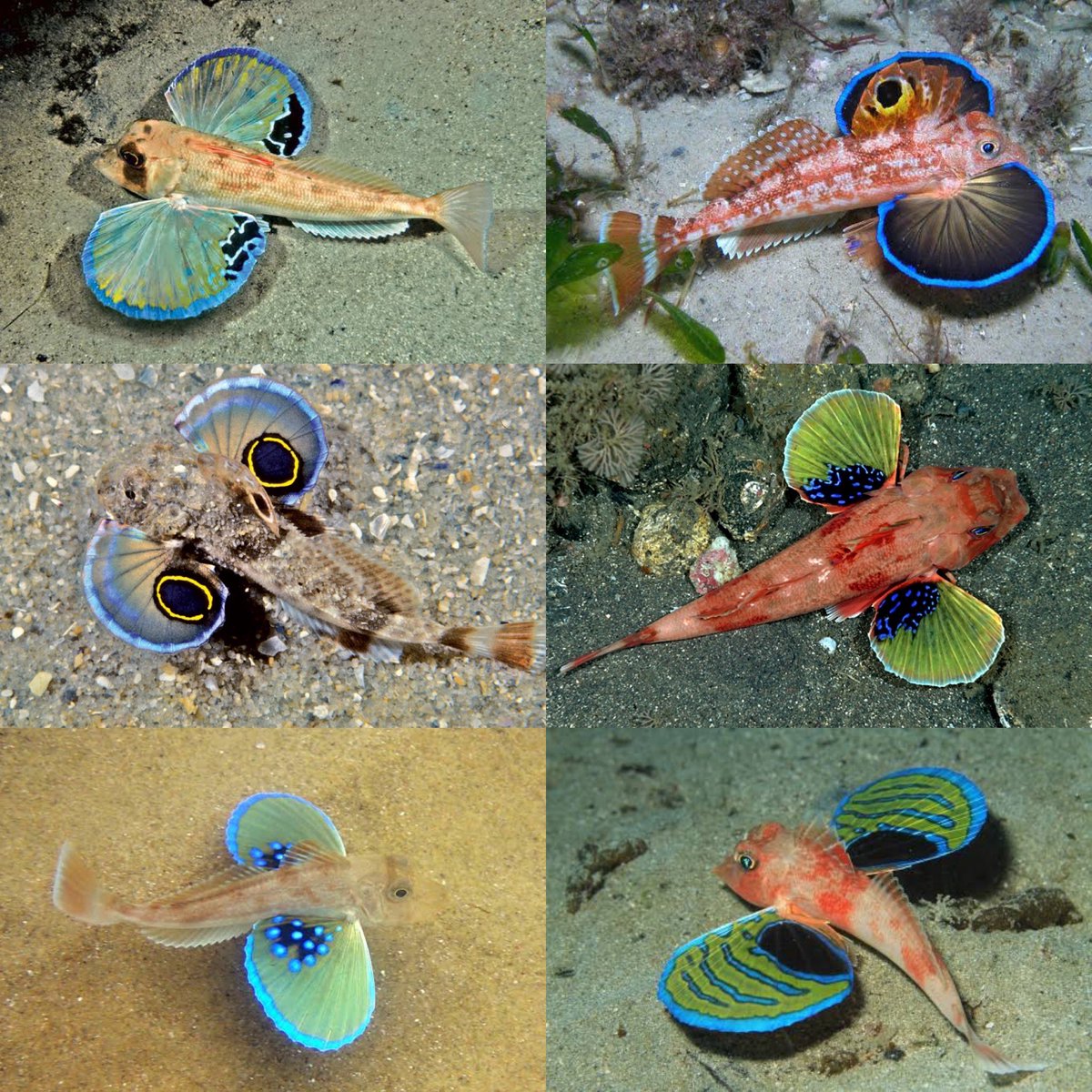 Triglids are a wonderful family of fishes.
