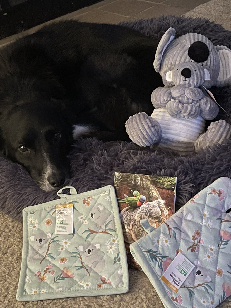 Layla_Border's tweet image. OMD! My new Fren Angela @AussieGrobie sent me (and Mom) pressies all the way from Australia. We love them so much. Also thanks to Wilma @WilmaBenton19 and Nash for helping to make this happen. Dog Twitter is the best place. #LeaveIt.
