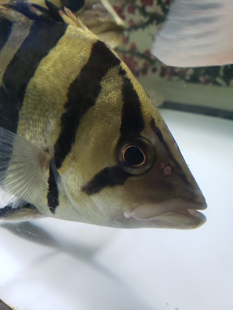 ダトニオ4兄弟
 #ダトニオ
 #アクアリウム  #リアルバンド