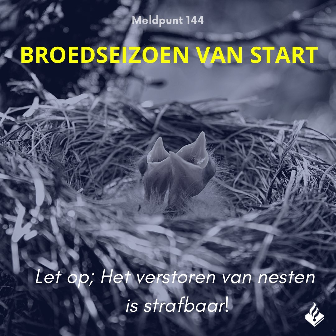 Ook vogels genieten van de zon en hebben de lente in hun bol.

Ga je je tuin klaar maken voor het voorjaar, let dan op dat je geen nest verstoort. Alle inheemse vogels, hun nesten en eieren zijn beschermd. 

Wordt er een nest kapot gemaakt: bij heterdaad 112. Daarbuiten 144!